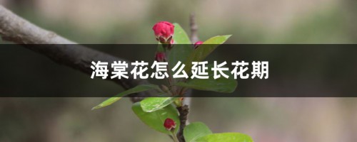 海棠花怎么延长花期