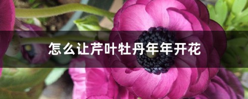 怎么让芹叶牡丹年年开花