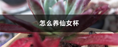 怎么养仙女杯