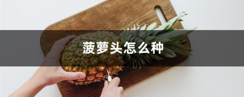 菠萝头怎么种，种多久能结菠萝