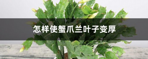 怎样使蟹爪兰叶子变厚