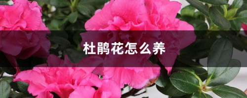 杜鹃花怎么养